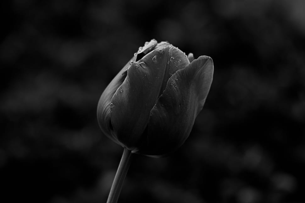 grayscale photo of rose with water dew preview