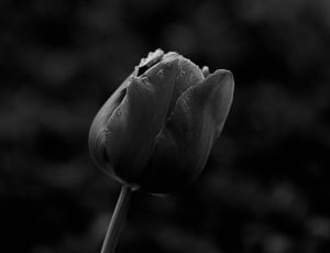 grayscale photo of rose with water dew thumbnail