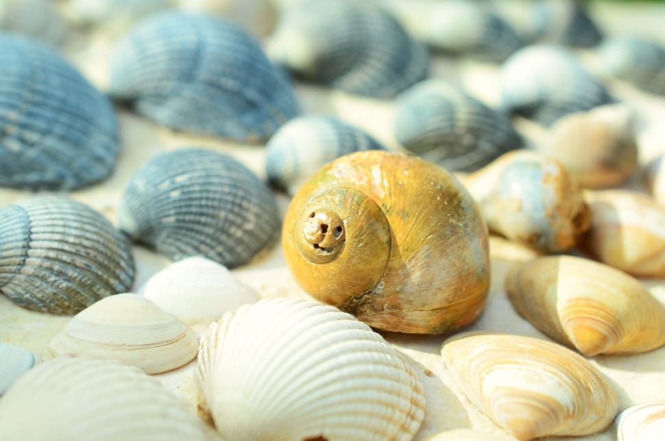 Mussels, Beach, Still Life, Sea, Holiday, animal shell, animal themes preview