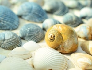 Mussels, Beach, Still Life, Sea, Holiday, animal shell, animal themes thumbnail
