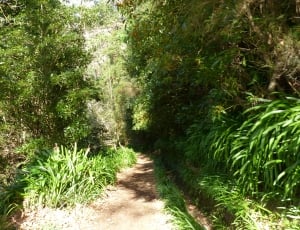 pathway in between green grass thumbnail