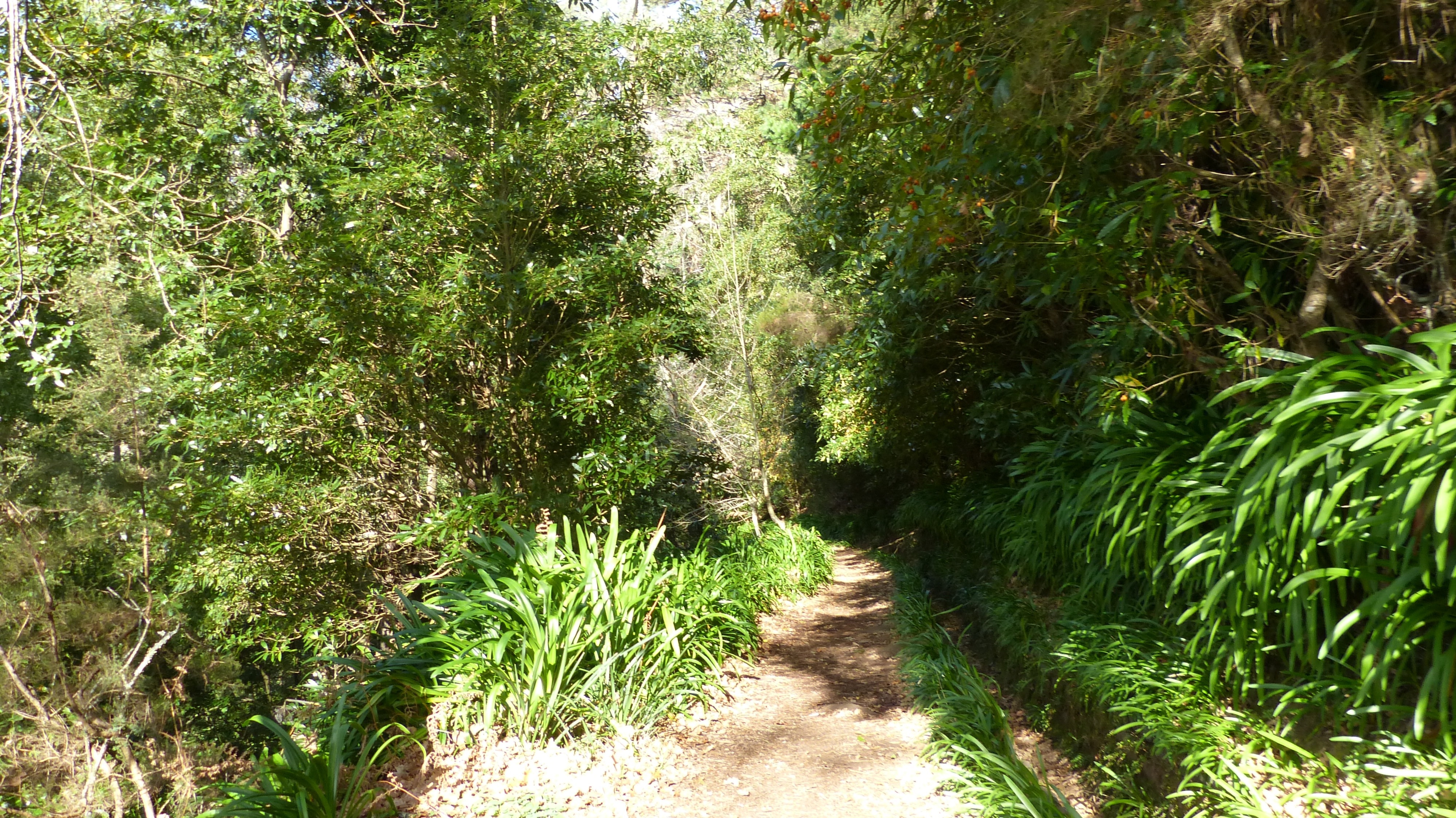 pathway in between green grass