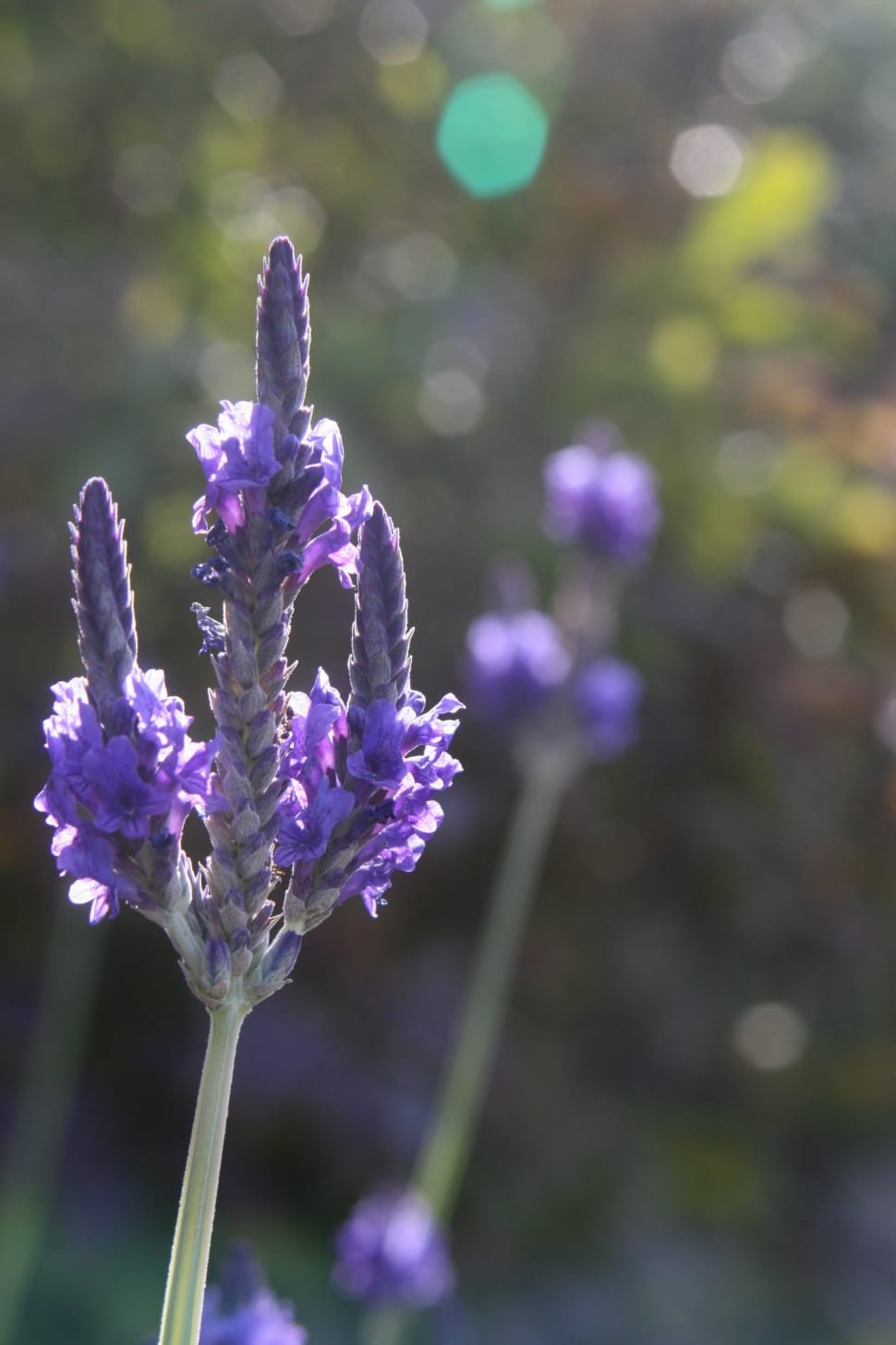 Flower, Closeup, Lavender, Nature Bloom, flower, purple preview