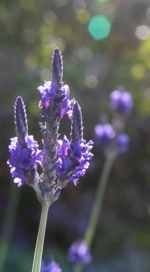 Flower, Closeup, Lavender, Nature Bloom, flower, purple thumbnail