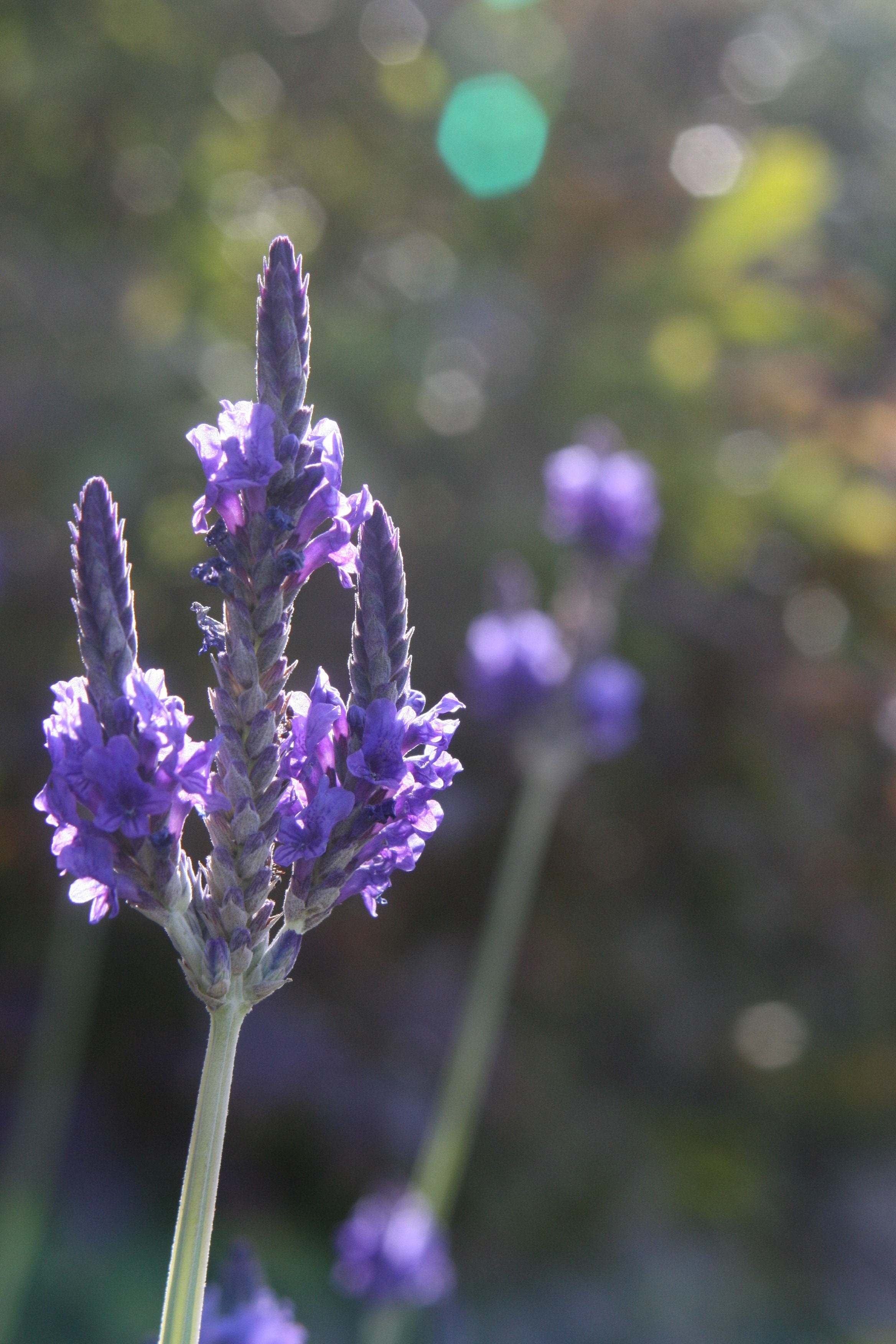Flower, Closeup, Lavender, Nature Bloom, flower, purple