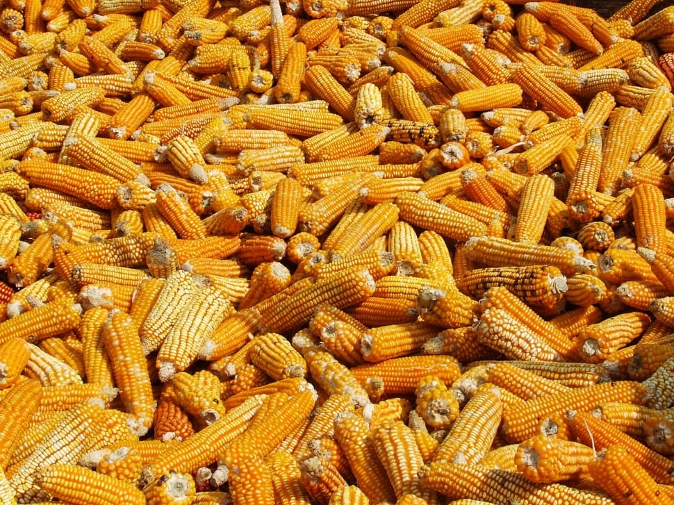 Nepal, Corn, Drying, Annapurna, full frame, large group of objects preview