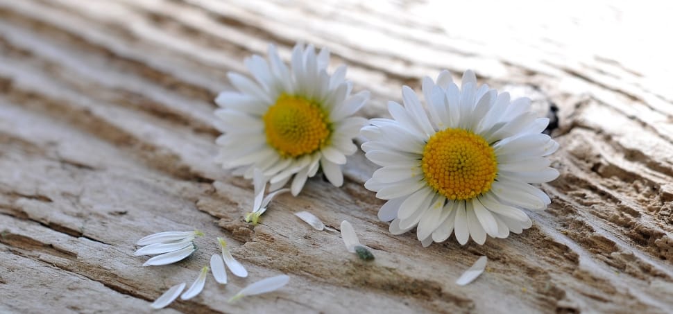 two white daisies preview