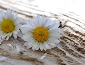 two white daisies thumbnail