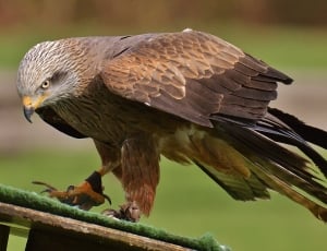 brown falcon thumbnail