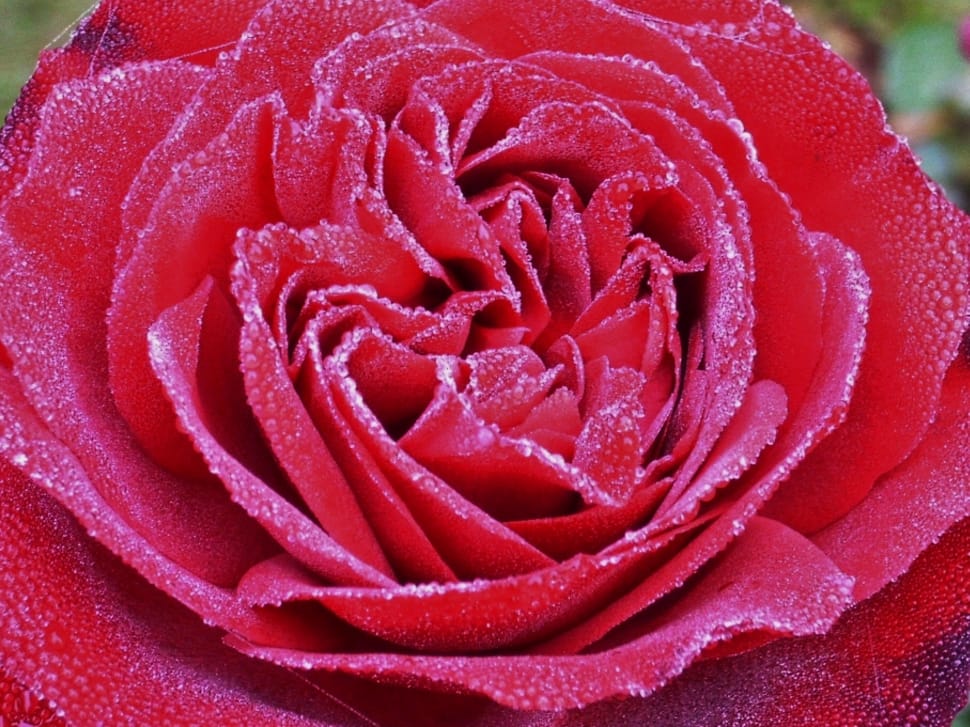 red rose closeup photography preview