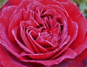 red rose closeup photography thumbnail