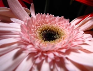 pink carnation thumbnail