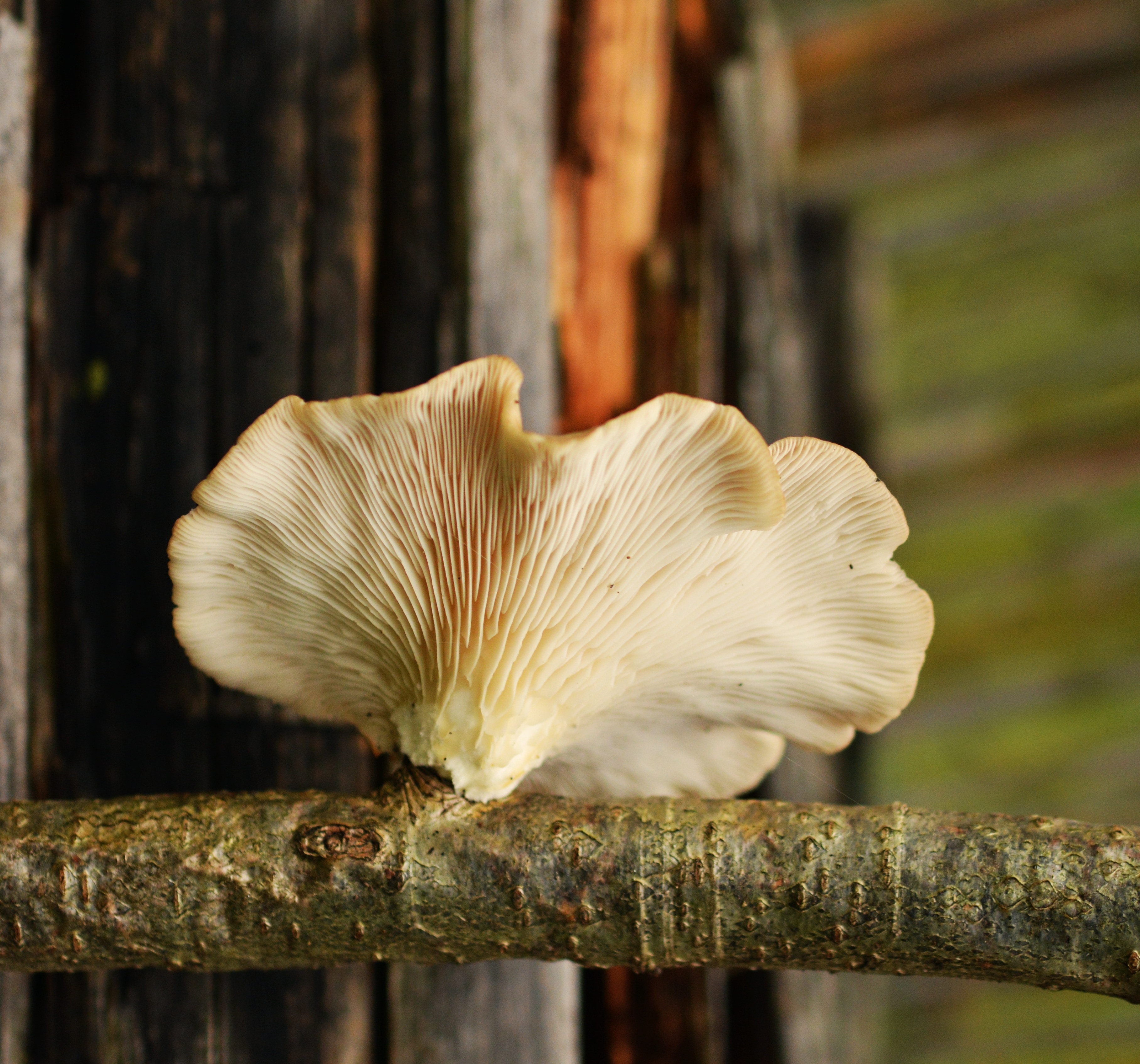 beige mushroom