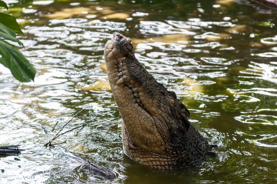 crocodile animal preview
