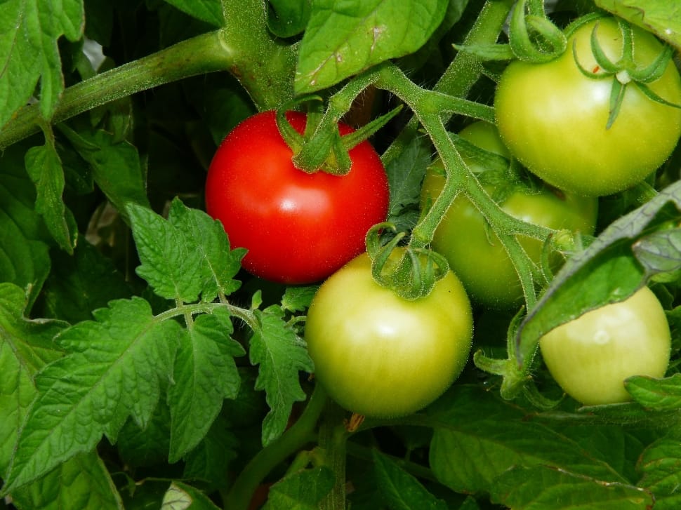 red and green tomatoes preview