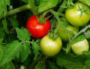 red and green tomatoes thumbnail