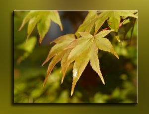 maple leaf poster thumbnail