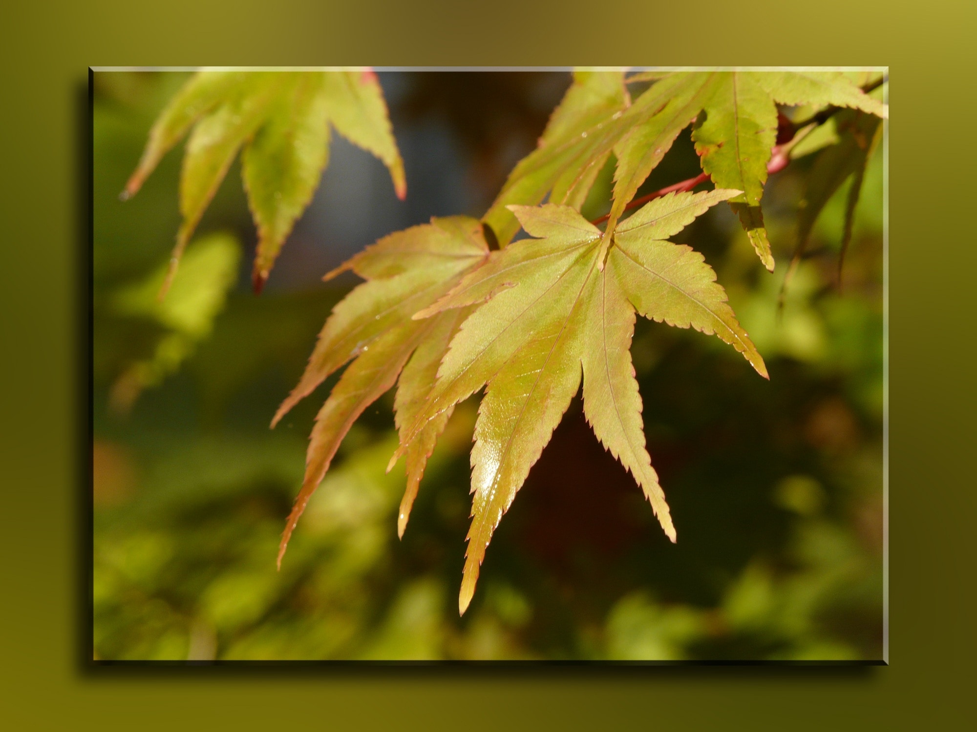 maple leaf poster