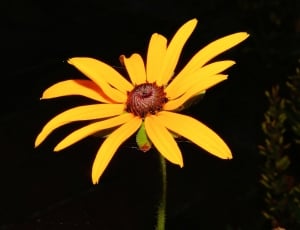 selective focus photo of yellow daisy thumbnail