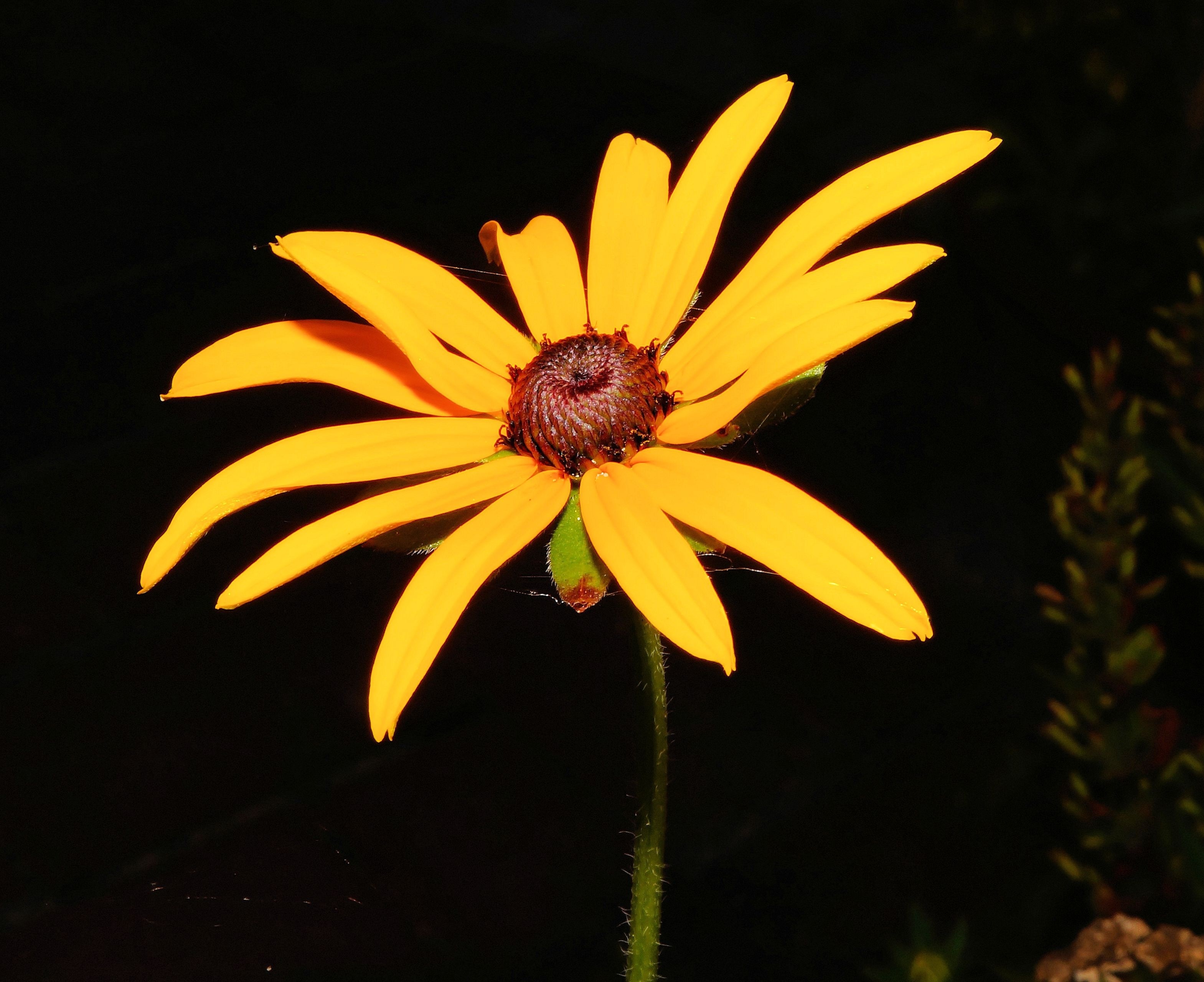 selective focus photo of yellow daisy