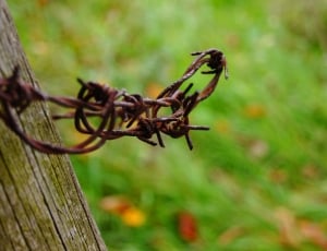 brass barbed wire thumbnail