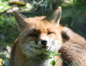 orange fox standing near plants during daytime thumbnail