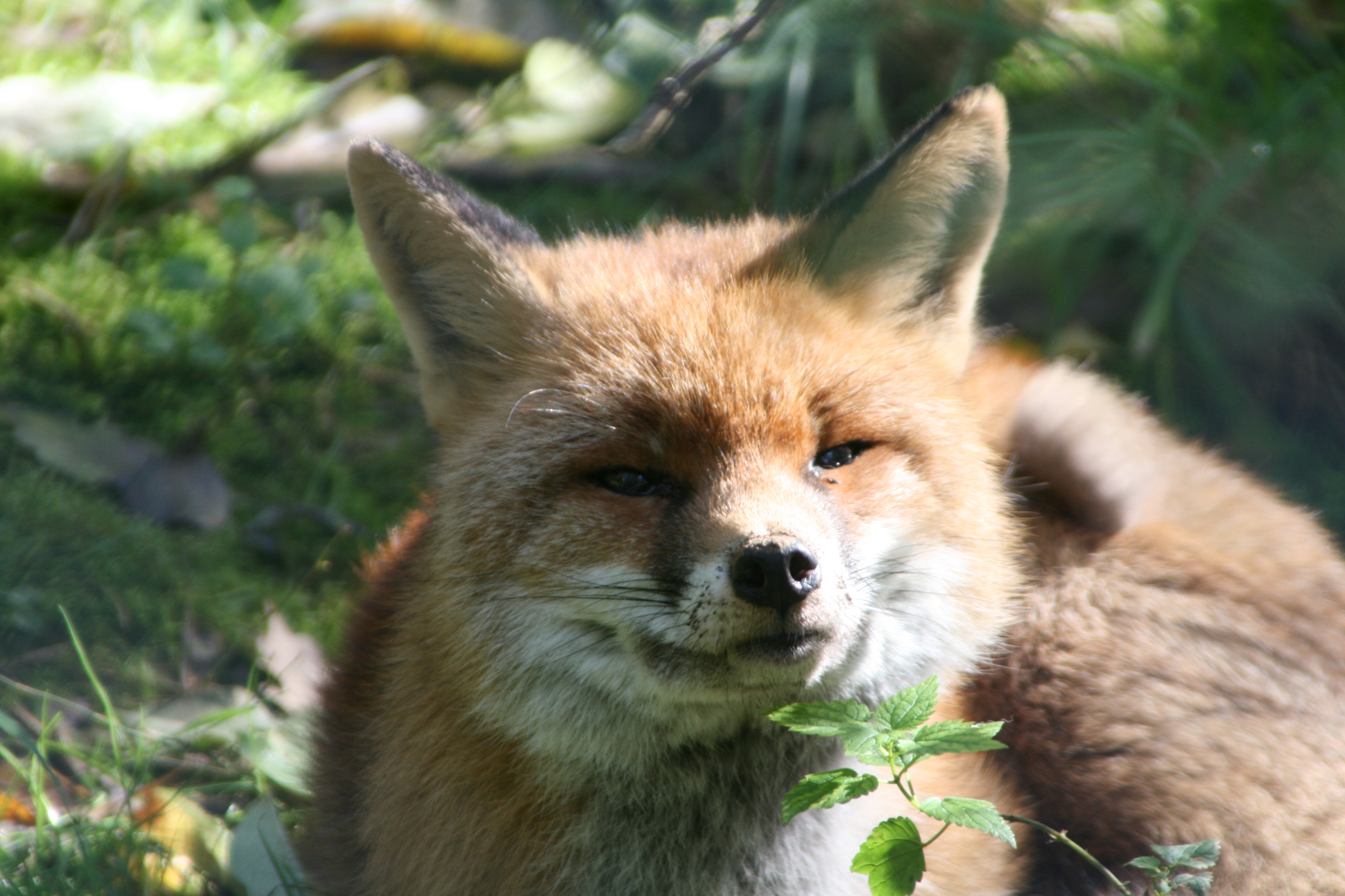 orange fox standing near plants during daytime