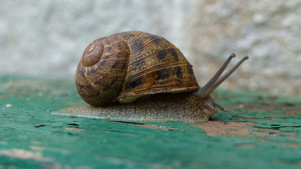 brown and gray snail preview