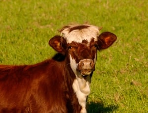 brown and white coated cow thumbnail