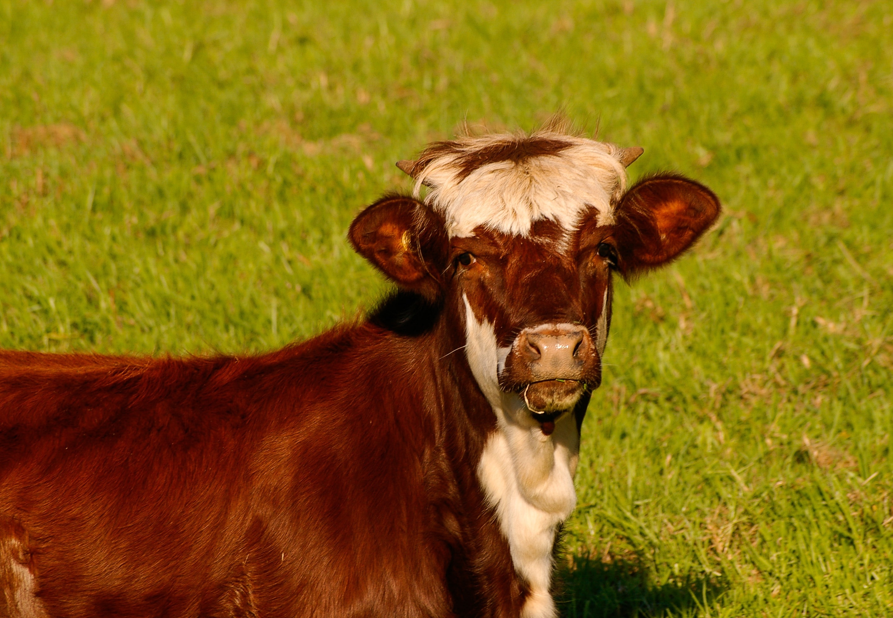 brown and white coated cow