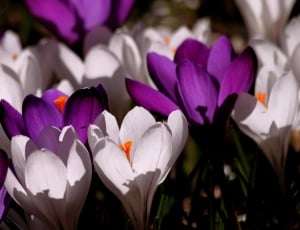 purple and white flower lot thumbnail