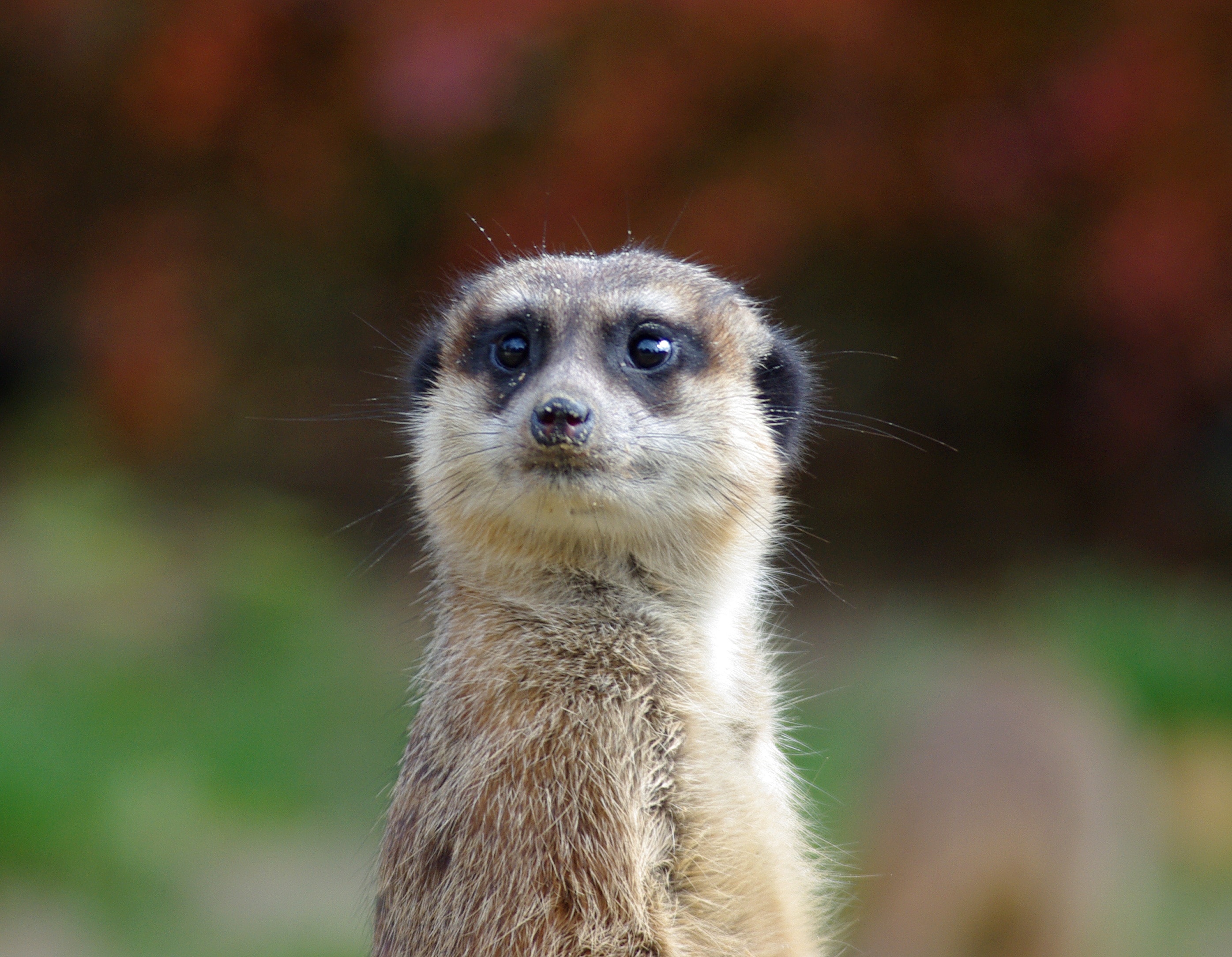 selective focus of brown meerkat