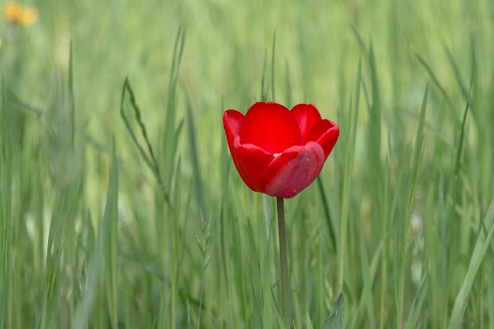 selective focus photo of red petaled flower preview