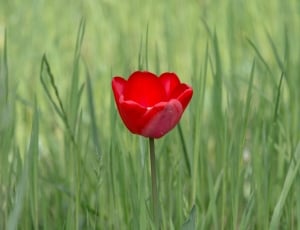 selective focus photo of red petaled flower thumbnail