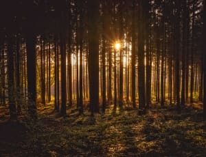 silhoutte of trees in the forest during golden hour thumbnail