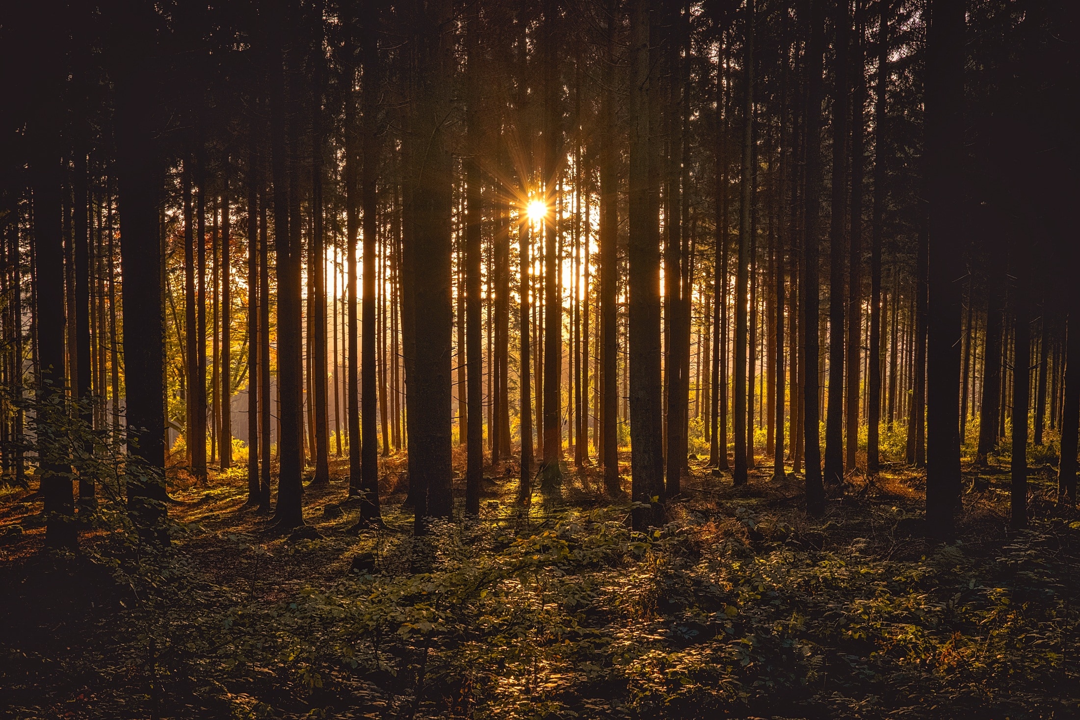 silhoutte of trees in the forest during golden hour