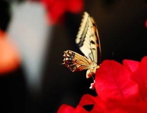 yellow winged butterfly perched at red petaled flower at daytime thumbnail