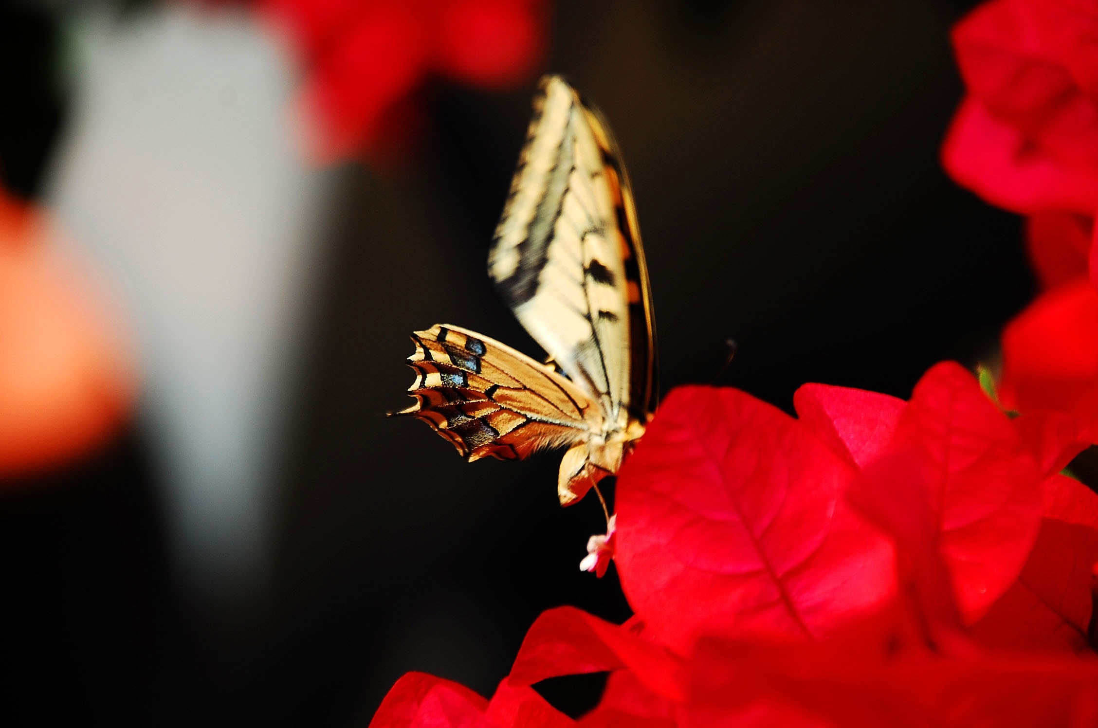 yellow winged butterfly perched at red petaled flower at daytime