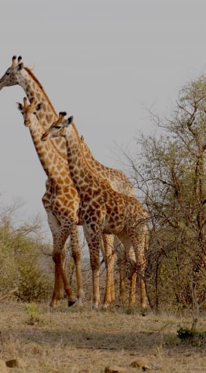three giraffes surrounded by green trees during daytime thumbnail