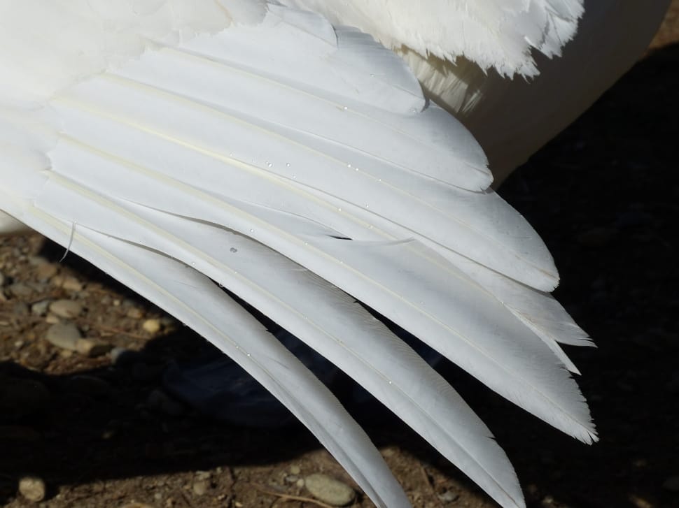 white bird feathers preview