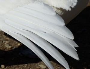 white bird feathers thumbnail