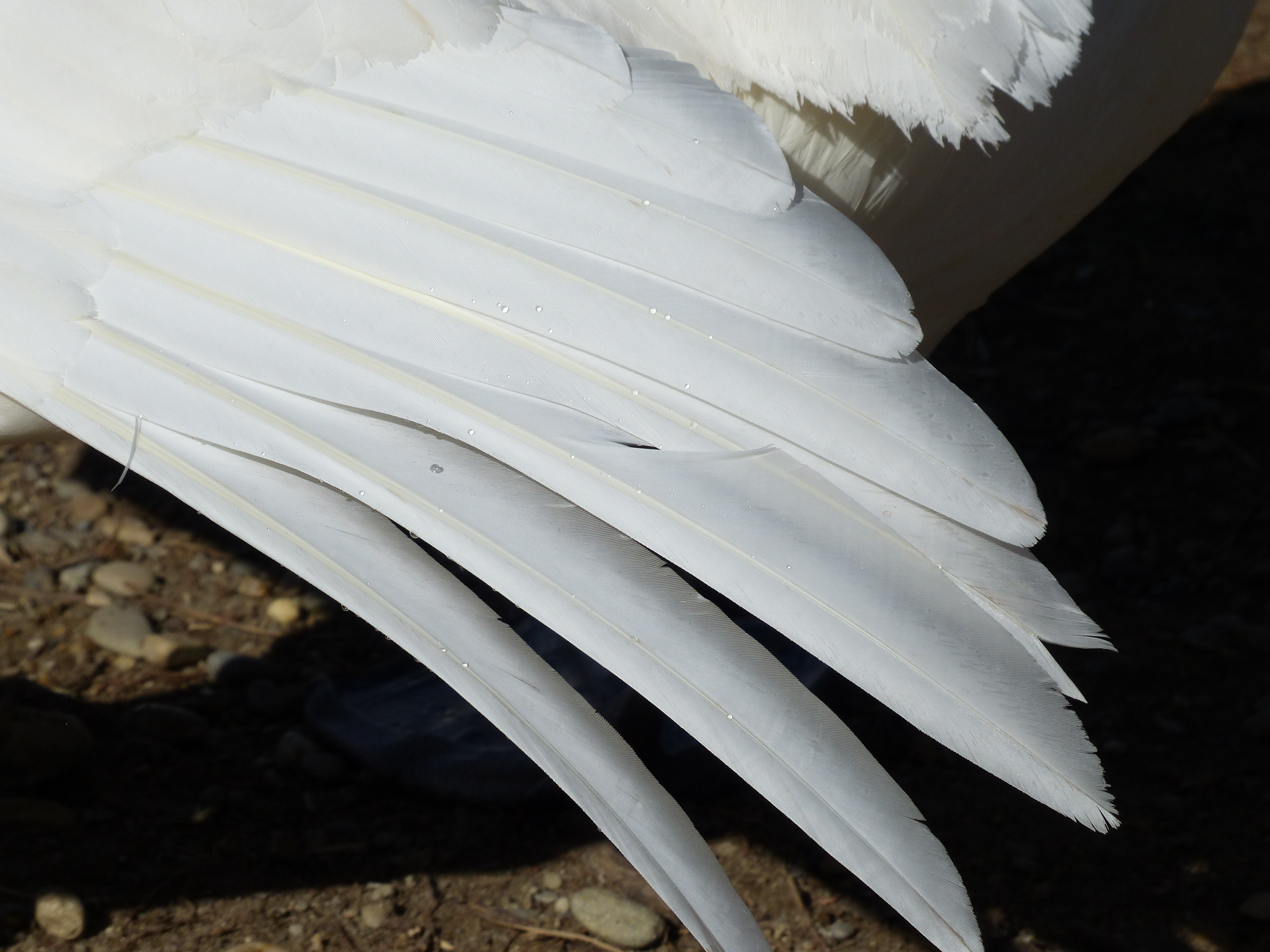 white bird feathers