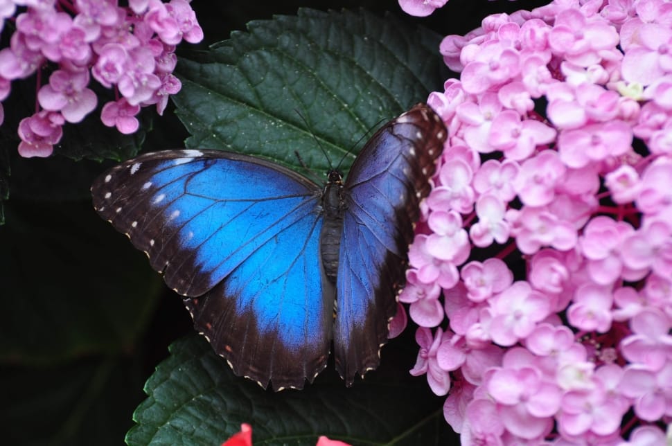 Morpho butterfly on green leaf in closeup photography preview