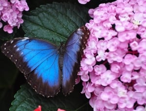 Morpho butterfly on green leaf in closeup photography thumbnail