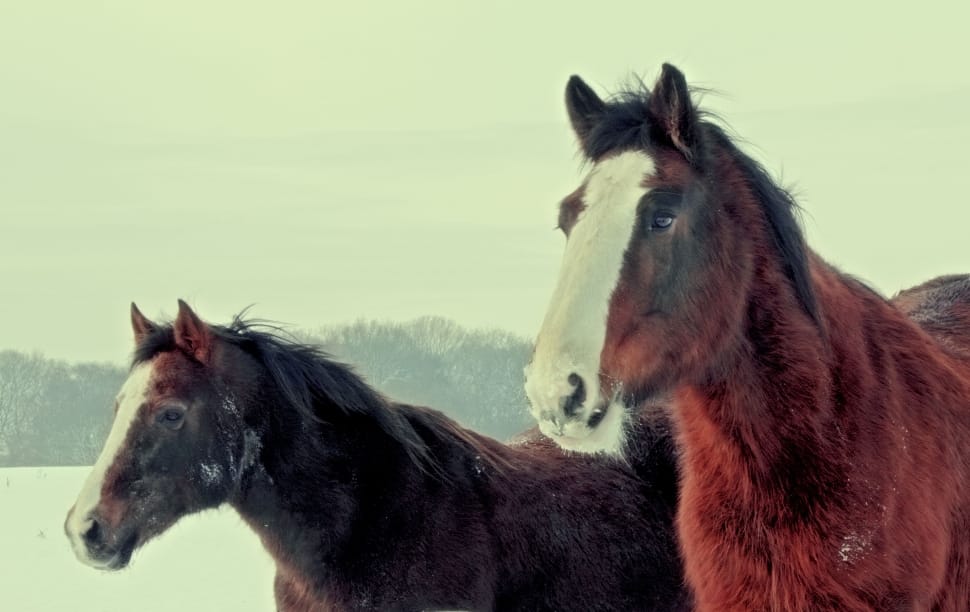 Brown, Winter, Horses, Wild, Coat, Large, horse, domestic animals preview