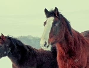 Brown, Winter, Horses, Wild, Coat, Large, horse, domestic animals thumbnail