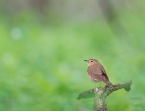 brown bird near green plants during daytime thumbnail