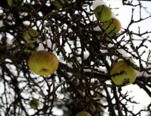 yellow apple fruit tree thumbnail