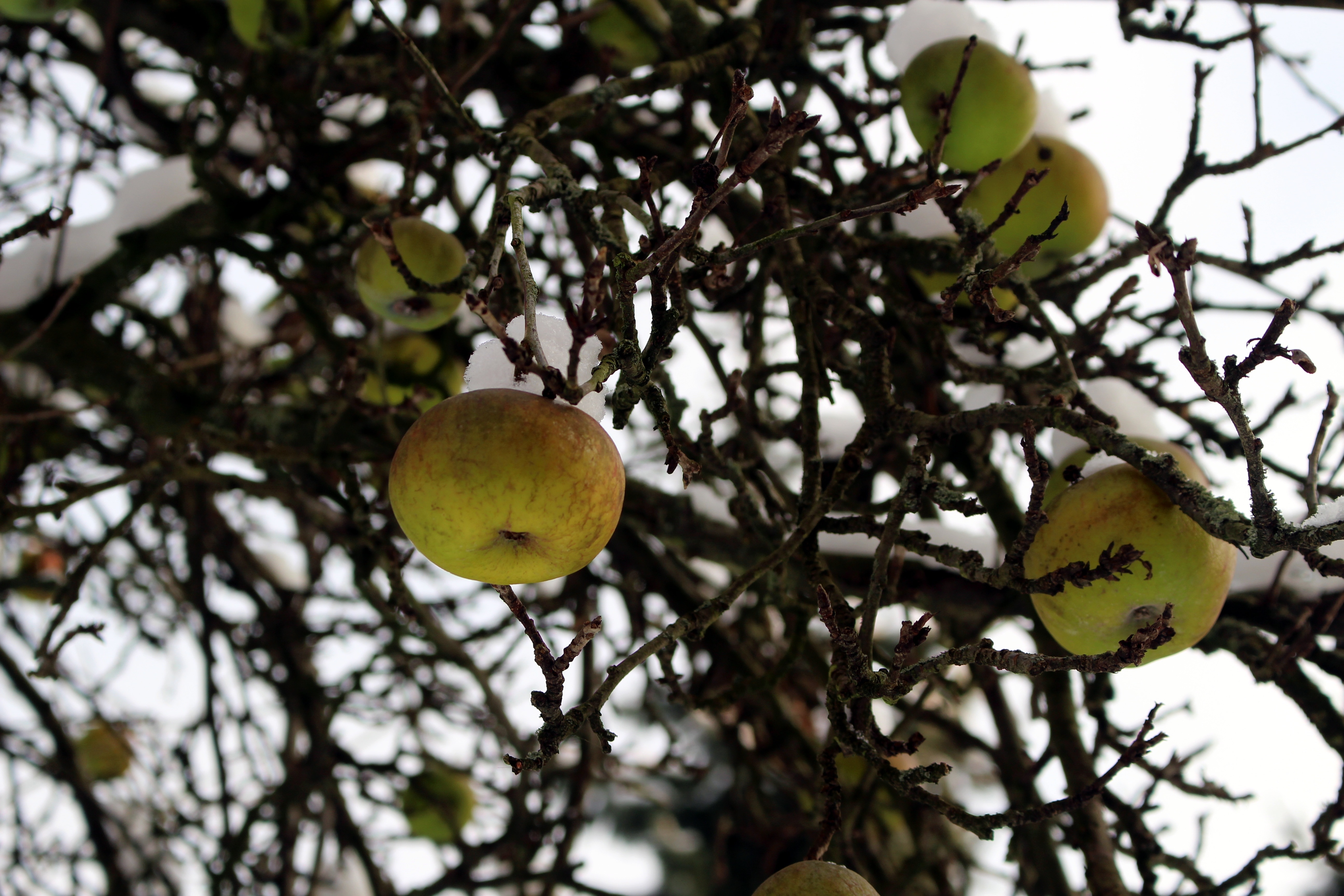 yellow apple fruit tree