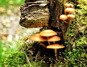 mushroom during day time thumbnail